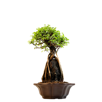 Ulmus parvifolia (Wiąz chiński) bonsai na skale – odmiana z korą korkową IV