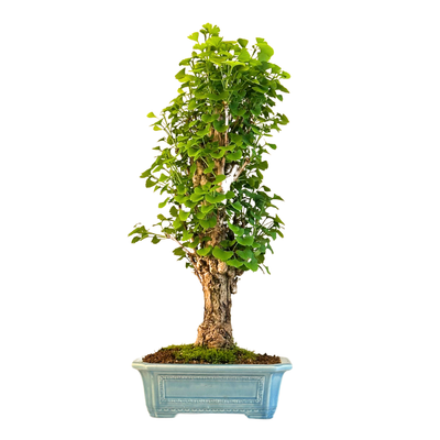 Ginkgo Biloba bonsai P32 Japan