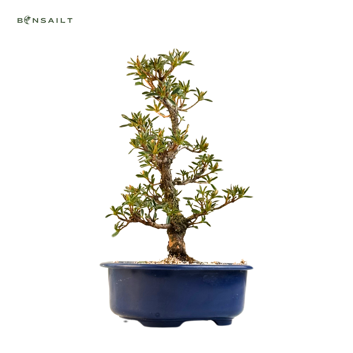 Japońska Satsuki Azalia Bonsai doniczce 18 cm