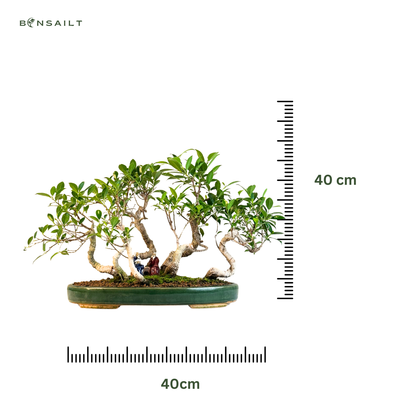 Ficus Bonsai P40 Las bonsai  7x