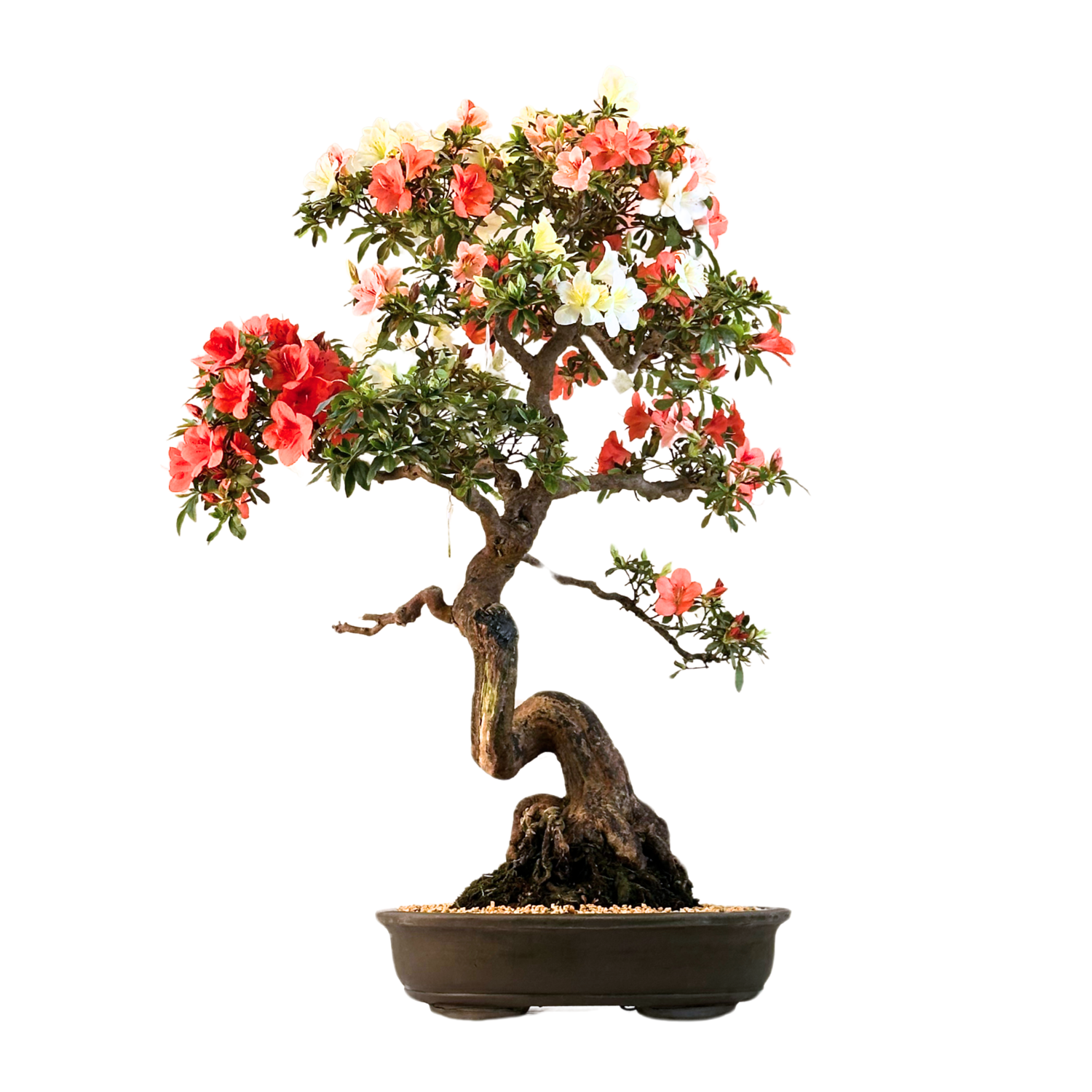 Japońska Satsuki Azalia Gobinishiki Bonsai