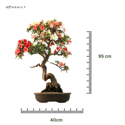 Japońska Satsuki Azalia Gobinishiki Bonsai