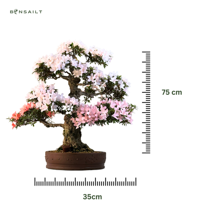 Japońska Satsuki Azalia Bonsai P35