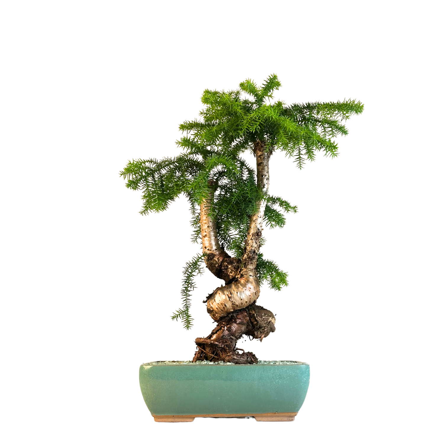 Araukaria Cunninghamii Bonsai P29