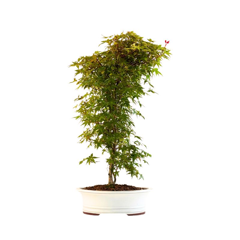 Bonsai klonu japońskiego – Acer palmatum ‘Deshojo’, nieszczepiony (import z Japonii) P30 DO2