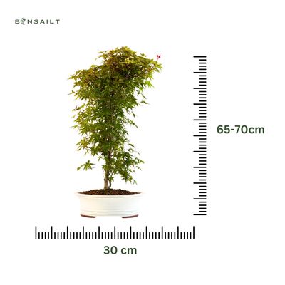 Bonsai klonu japońskiego – Acer palmatum ‘Deshojo’, nieszczepiony (import z Japonii) P30 DO2