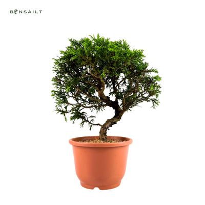 Jałowiec Itoigawa Bonsai P12