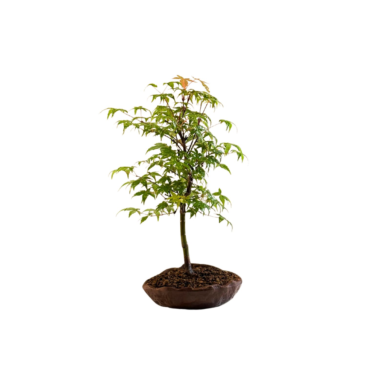 Acer Deshojo - Klon P15