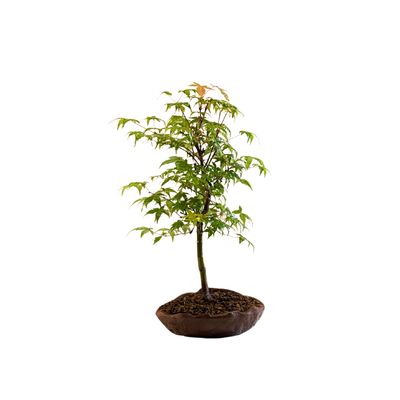 Acer Deshojo - Klon P15