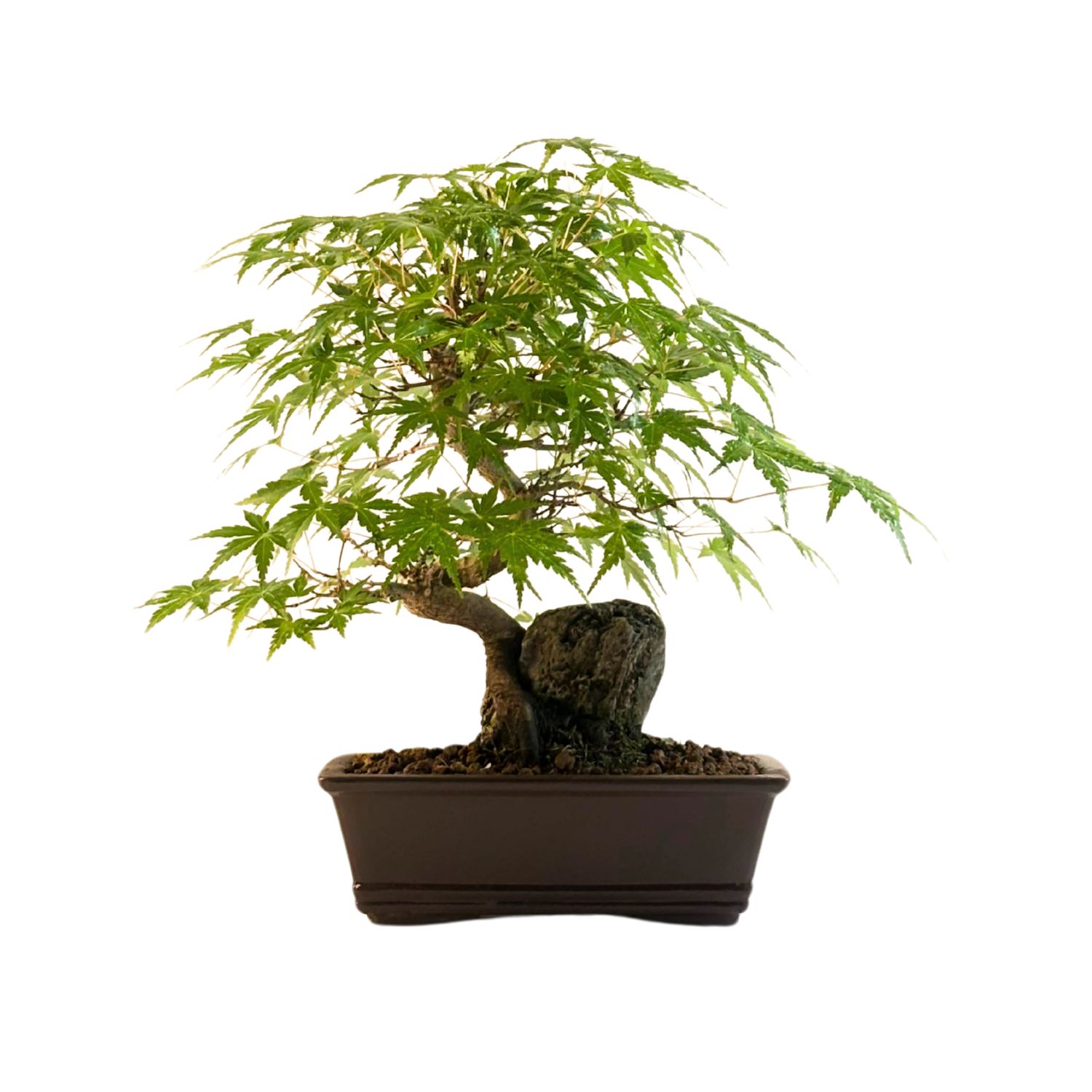 Klon trójkłatny bonsai na skale P20