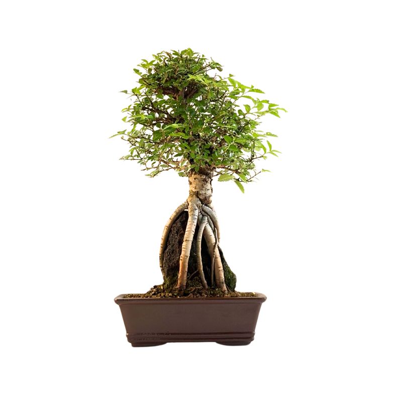 Ulmus parvifolia (Wiąz chiński) bonsai na skale – odmiana z korą korkową P18 GO2