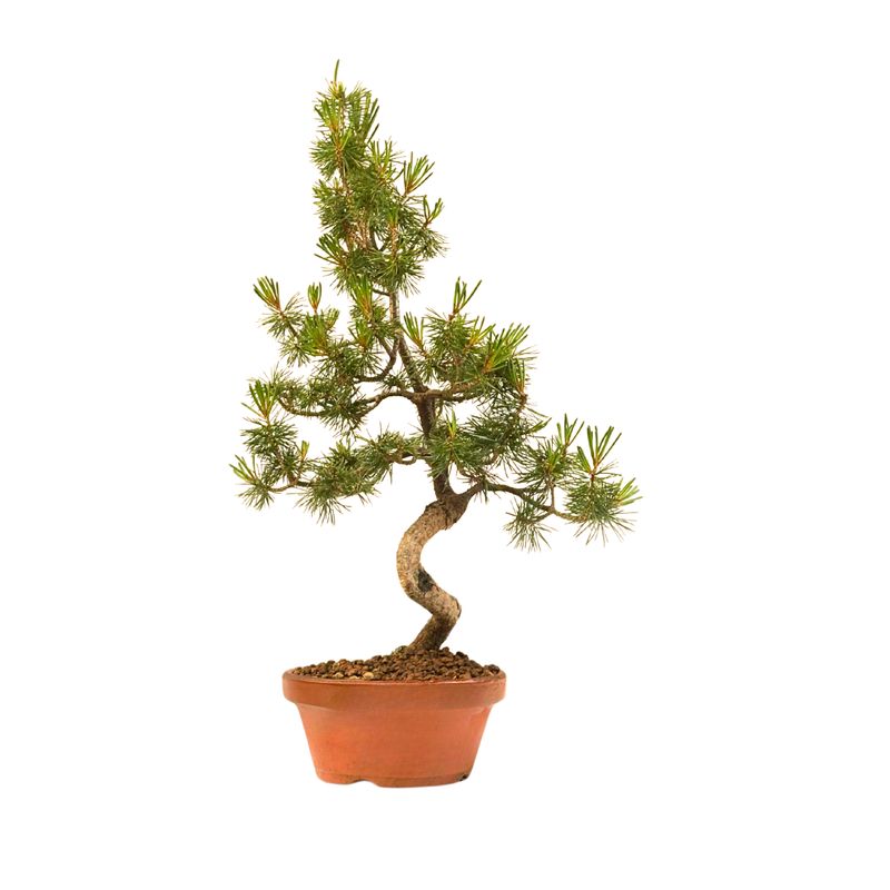 Sosna biała japońska Bonsai (Pinus parviflora)  P16 BP2