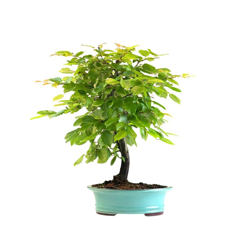 Grab Bonsai Carpinus P30 KLE3
