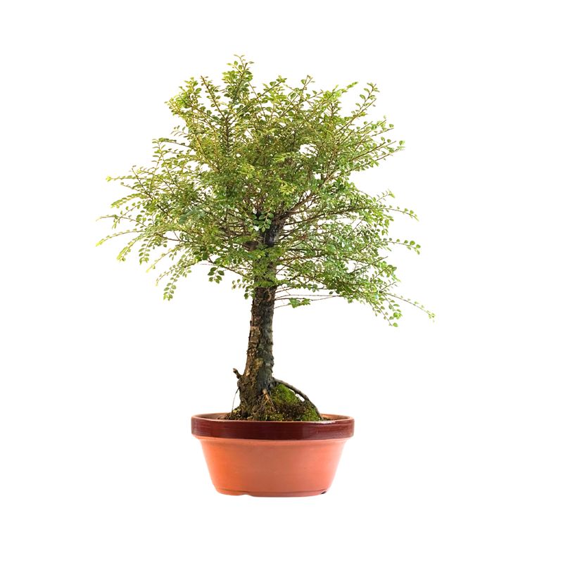 Ulmus Hokkaido bonsai P25 RA01