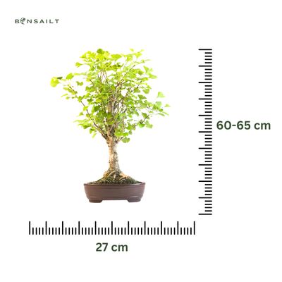 Ginkgo Biloba bonsai P27 LT02