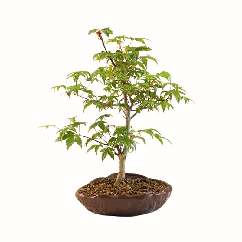 Acer Deshojo - Klon P15 KV06