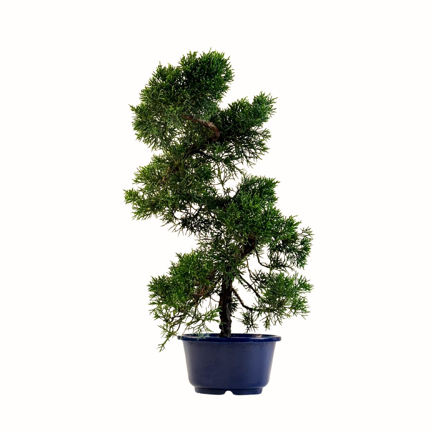 Jałowiec bonsai  (Itoigawa Juniper) P15 KAD4
