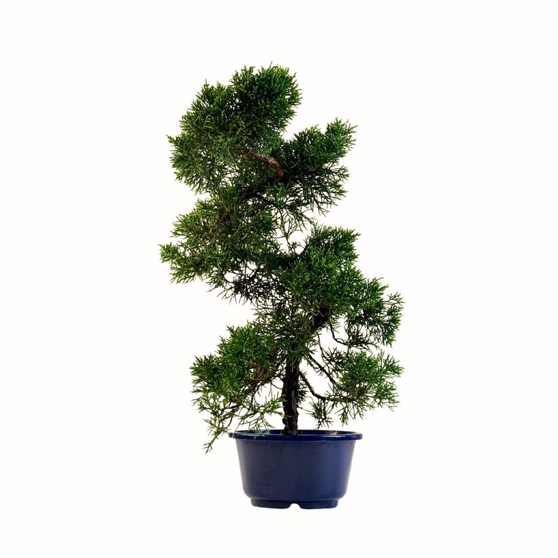 Jałowiec bonsai  (Itoigawa Juniper) P15 KAD4
