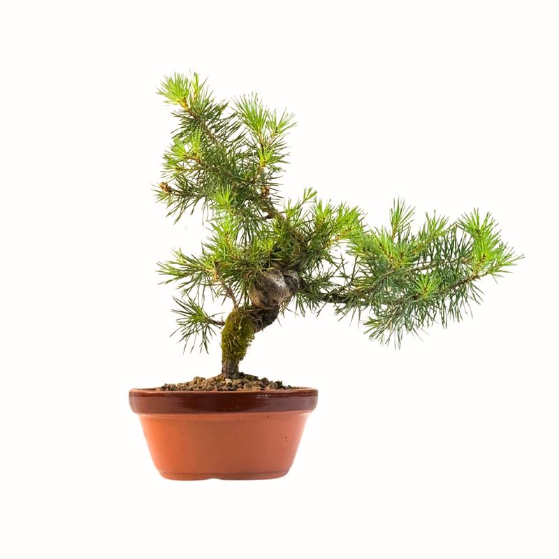 Sosna zwyczajna Pinus Sylvestris  P16 PB2