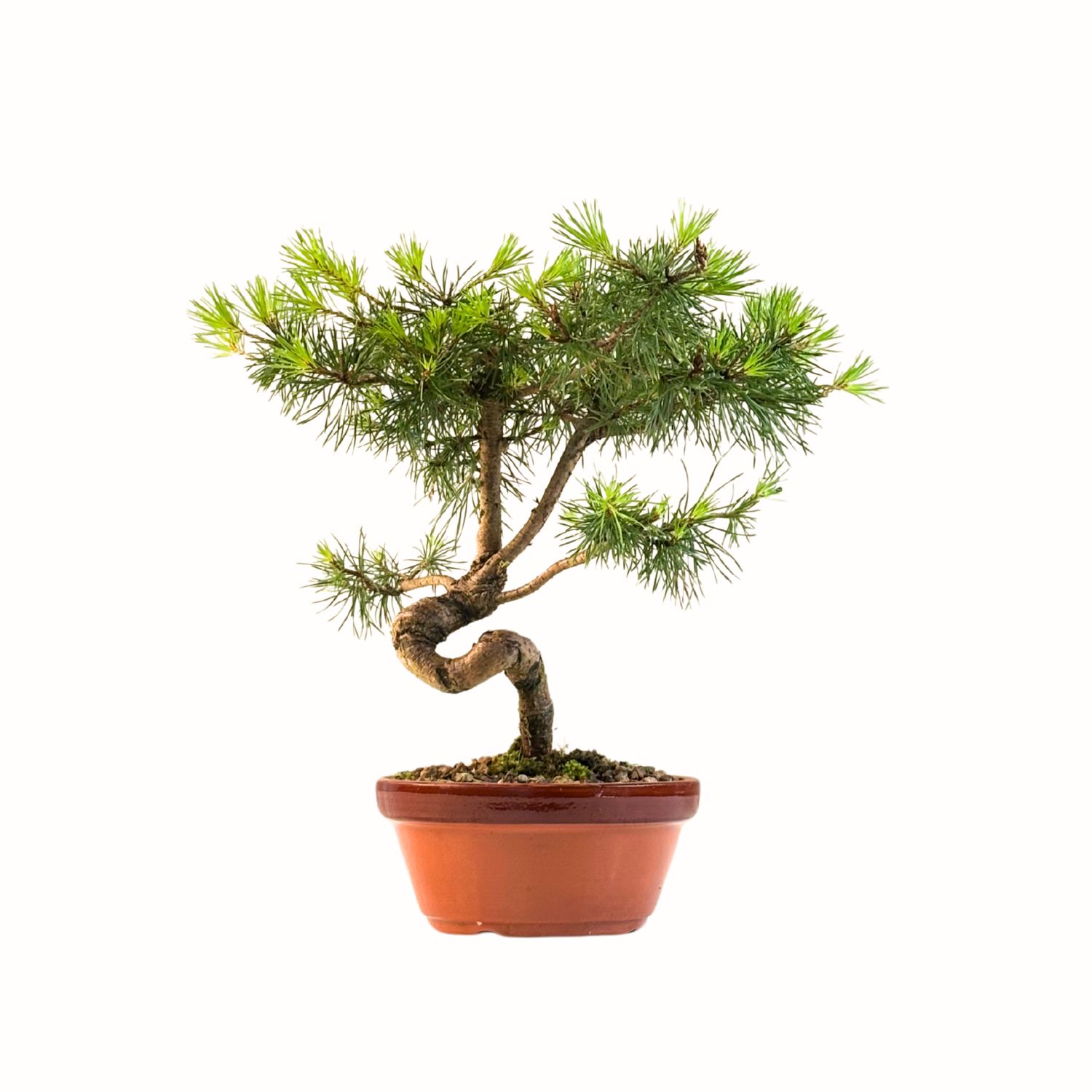 Sosna zwyczajna Pinus Sylvestris P16 BP1