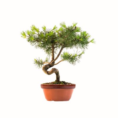 Sosna zwyczajna Pinus Sylvestris P16 BP1