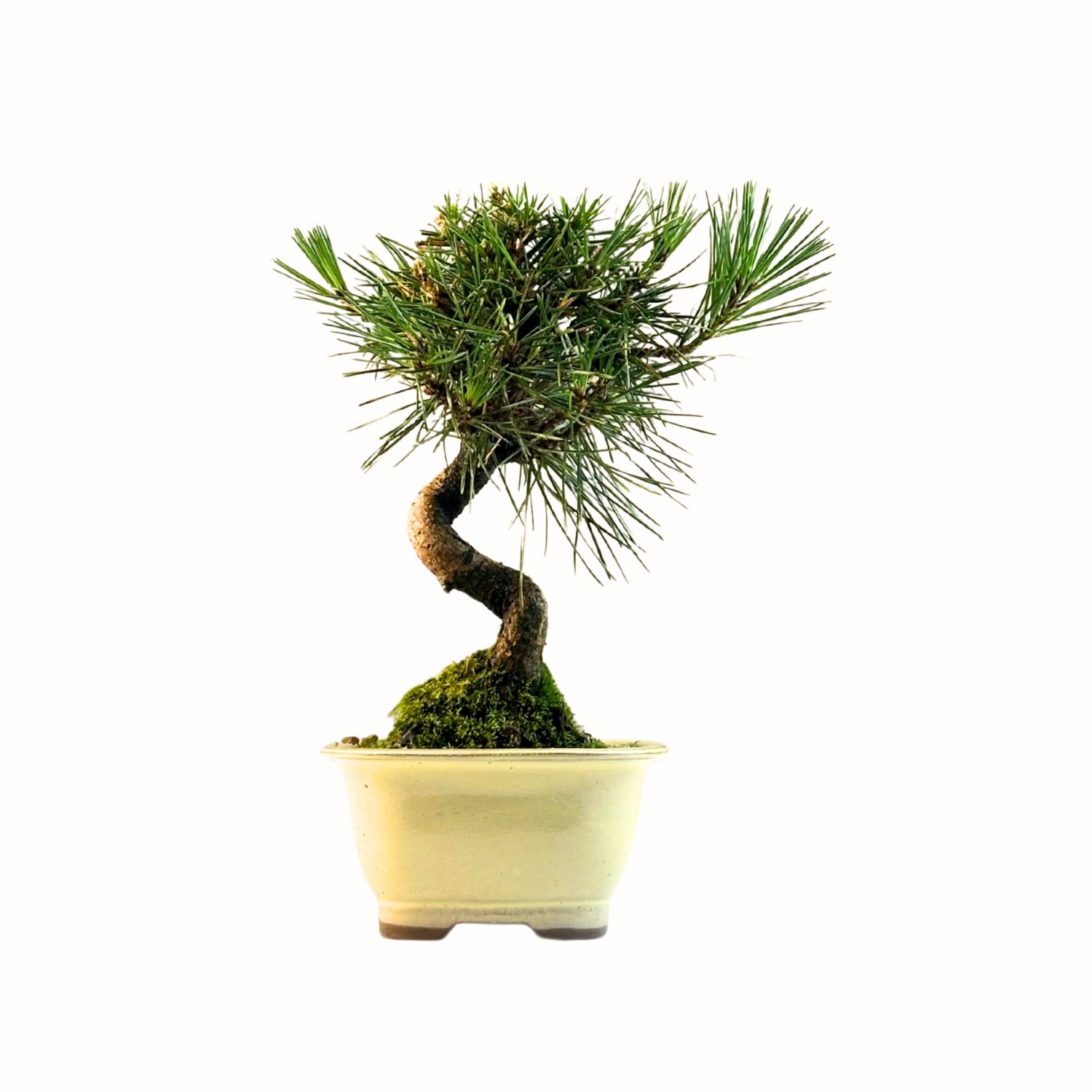Sosna Thunberga bonsai (Pinus thunbergii) P12