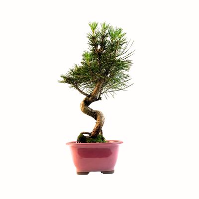 Sosna Thunberga bonsai (Pinus thunbergii) P12 PR1