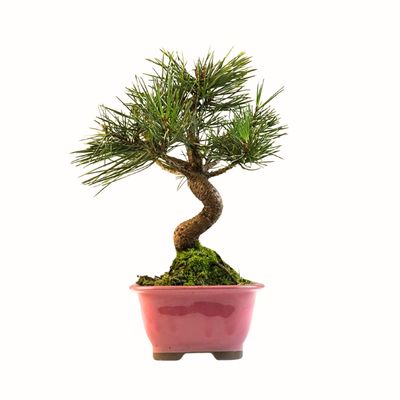 Sosna Thunberga bonsai (Pinus thunbergii) P12 PR2