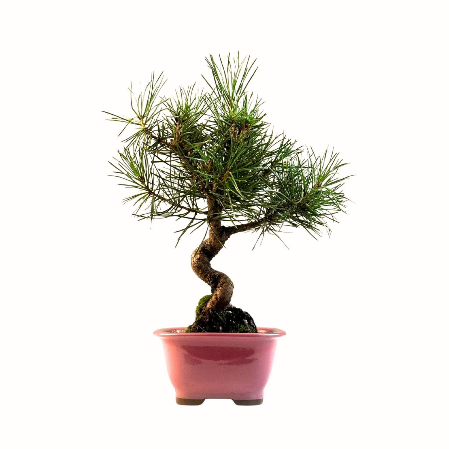 Sosna Thunberga bonsai (Pinus thunbergii) P12