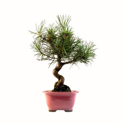 Sosna Thunberga bonsai (Pinus thunbergii) P12 PR3