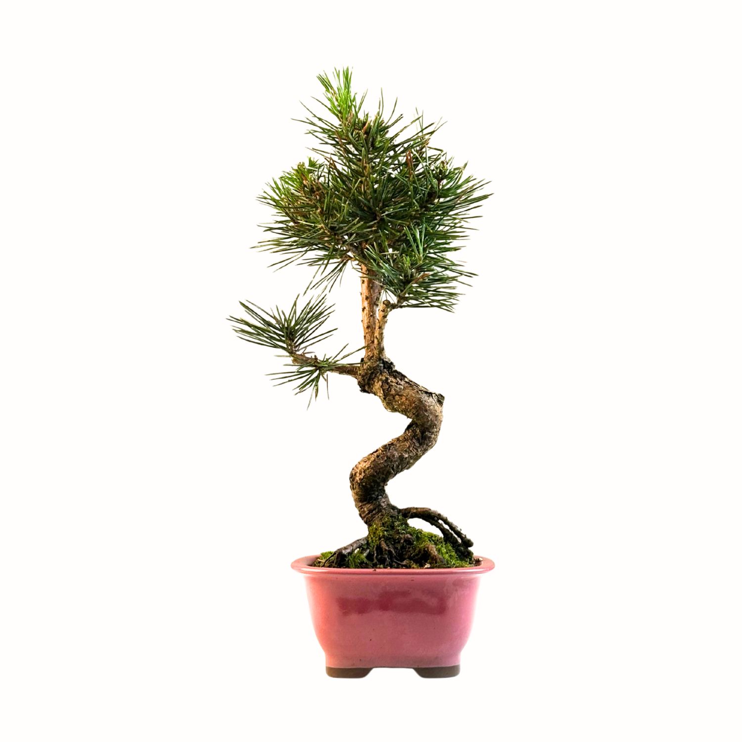 Sosna Thunberga bonsai (Pinus thunbergii) P12
