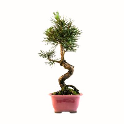 Sosna Thunberga bonsai (Pinus thunbergii) P12 PR4
