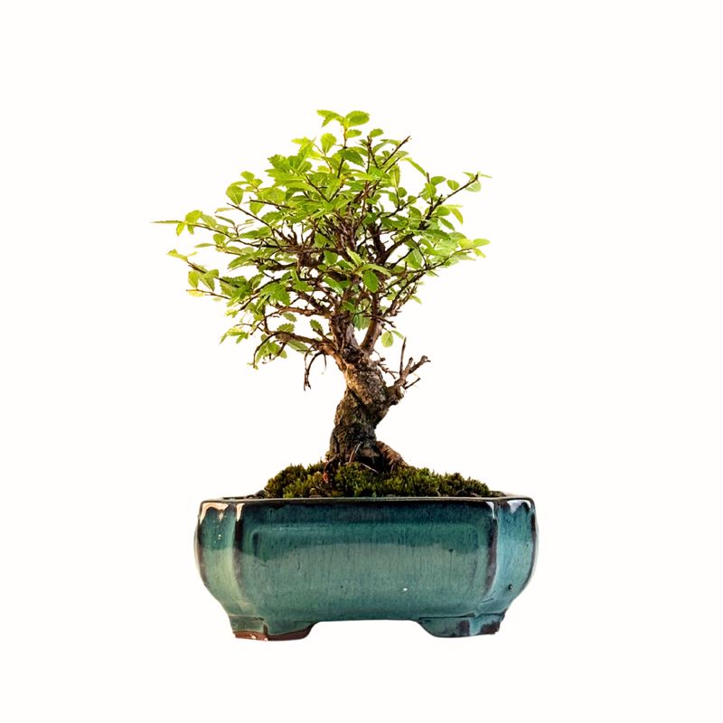Ulmus parvifolia (Wiąz chiński) bonsai P15 GB1