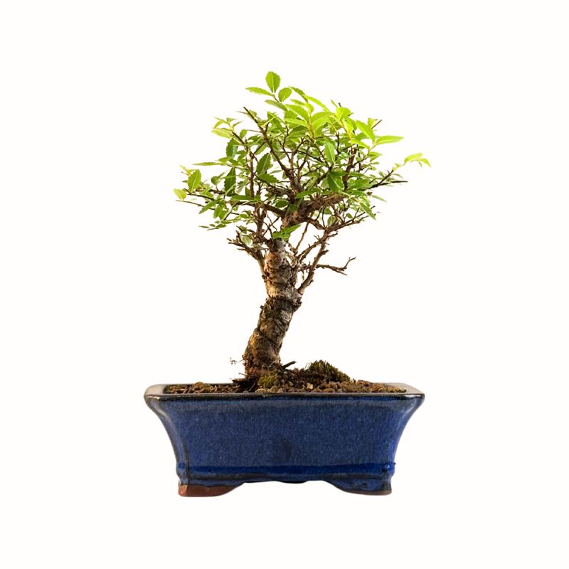Ulmus parvifolia (Wiąz chiński) bonsai P16 GB2
