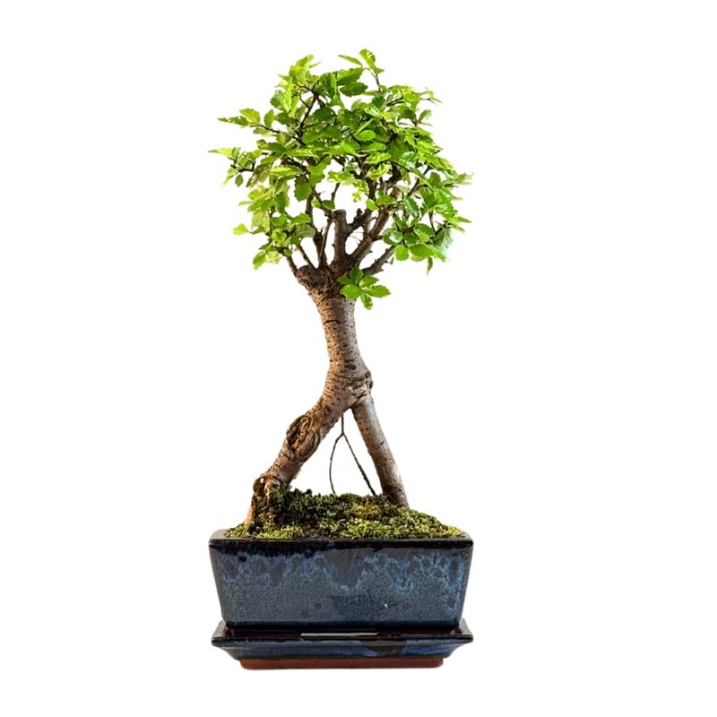 Ulmus Parvifolia bonsai (Chinese elm)  P15 ZL11