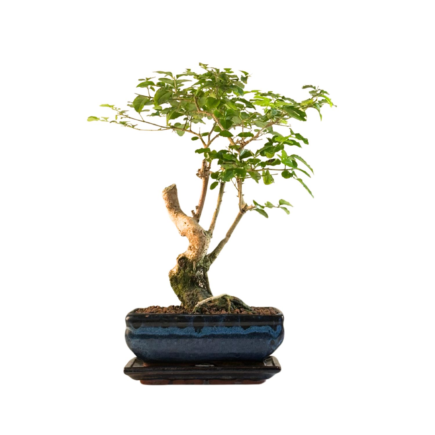 Privet Bonsai (Ligustrum) P20