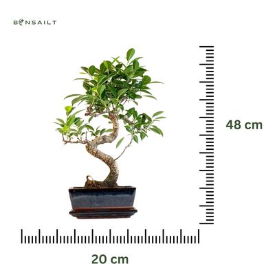 Ficus Bonsai P20 S