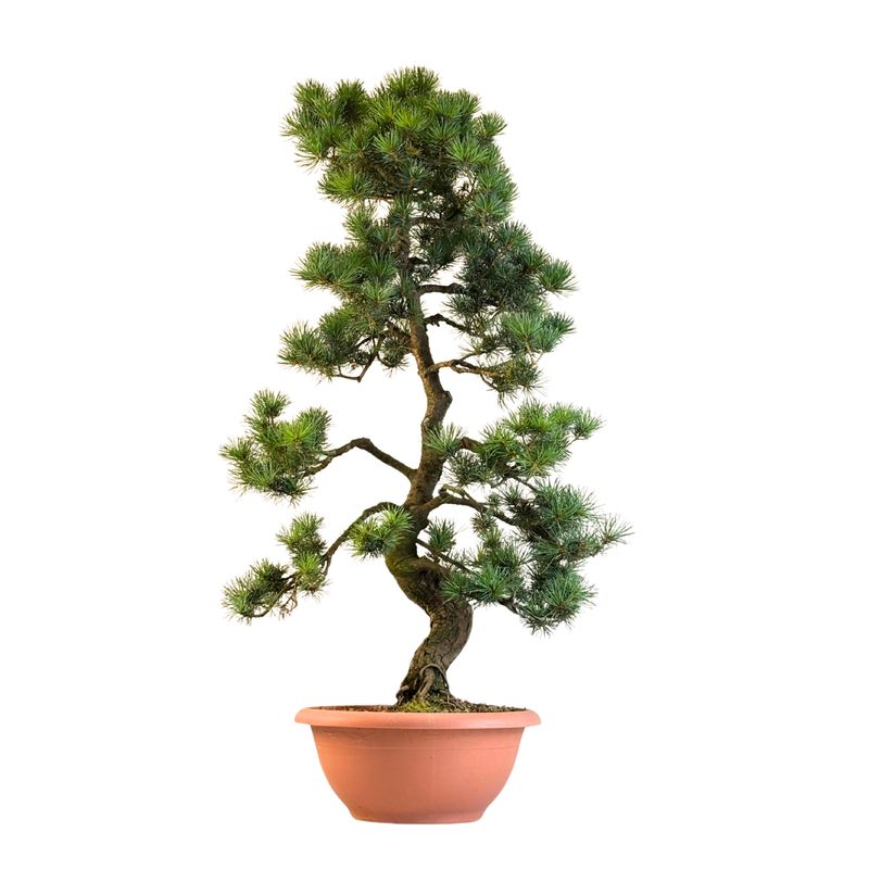 Sosna biała Japońska P30 BD02