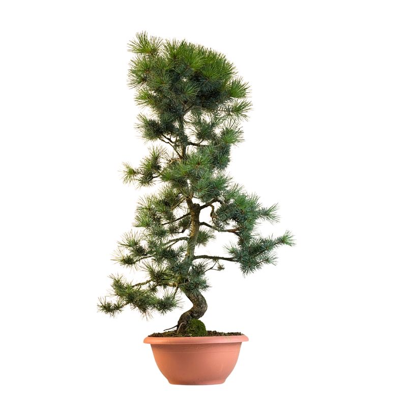 Sosna biała Japońska P30 BD03