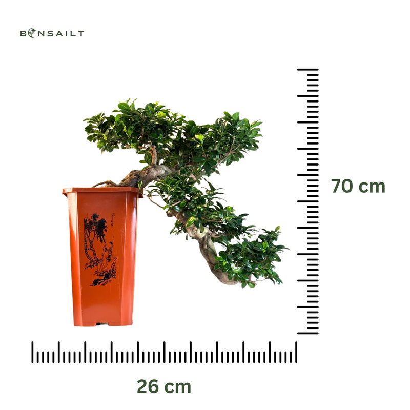 Ficus Bonsai P26