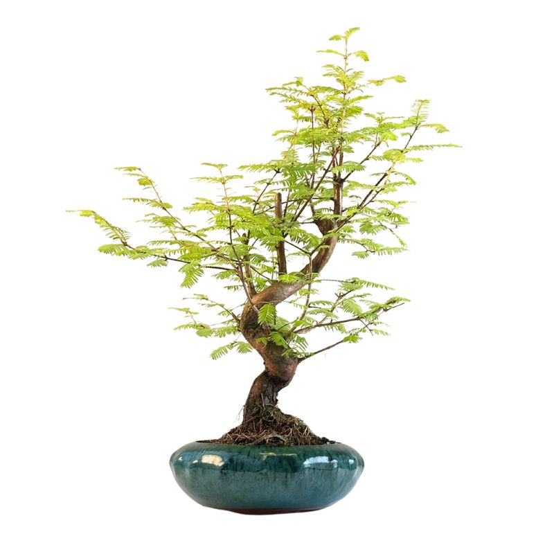 Metasequoia Bonsai P20 MU03