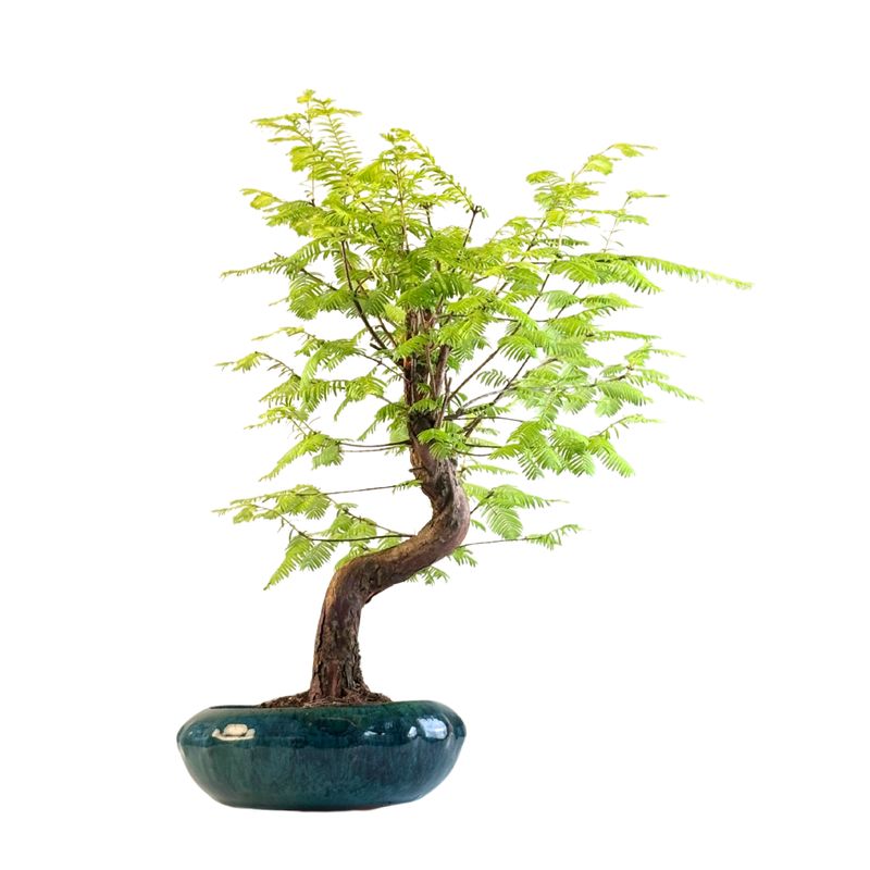 Metasequoia Bonsai P20 MU01