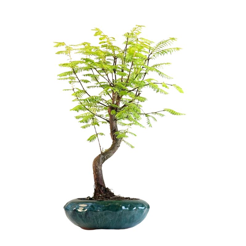 Metasequoia Bonsai P20 MU02
