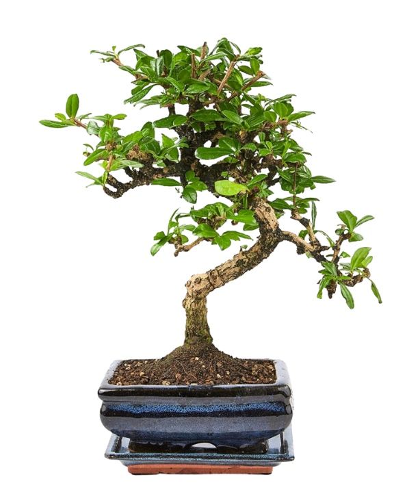 Carmona Bonsai Drzewo herbaciane w kształcie litery S P15