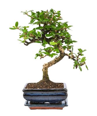Carmona Bonsai Drzewo herbaciane w kształcie litery S P15