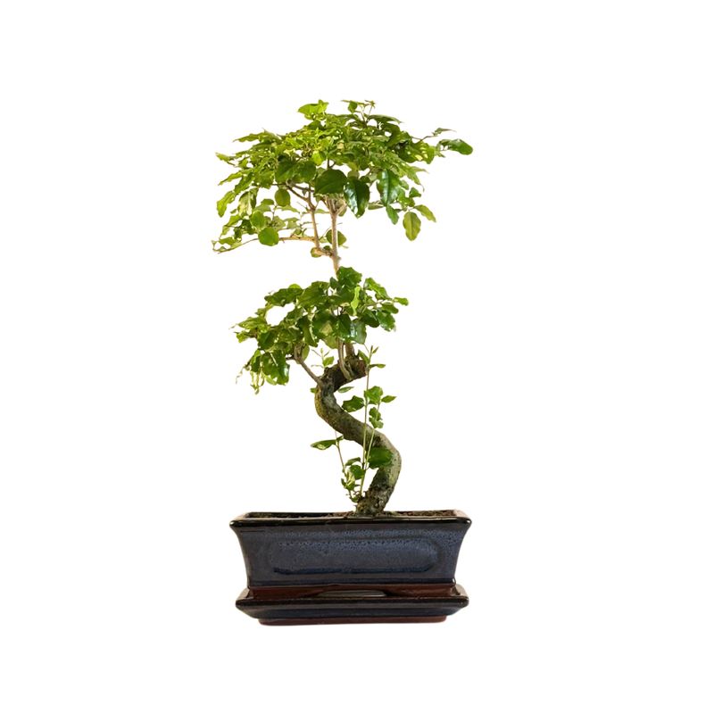 Privet Bonsai P15 S (Ligustrum) LIG4