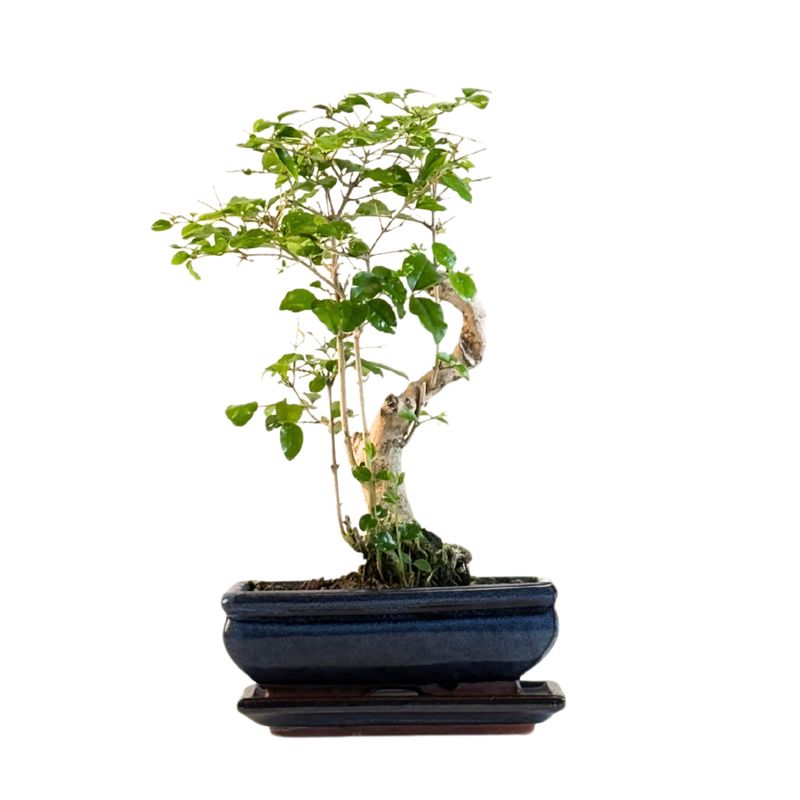 Privet Bonsai P15 S (Ligustrum) LIG1