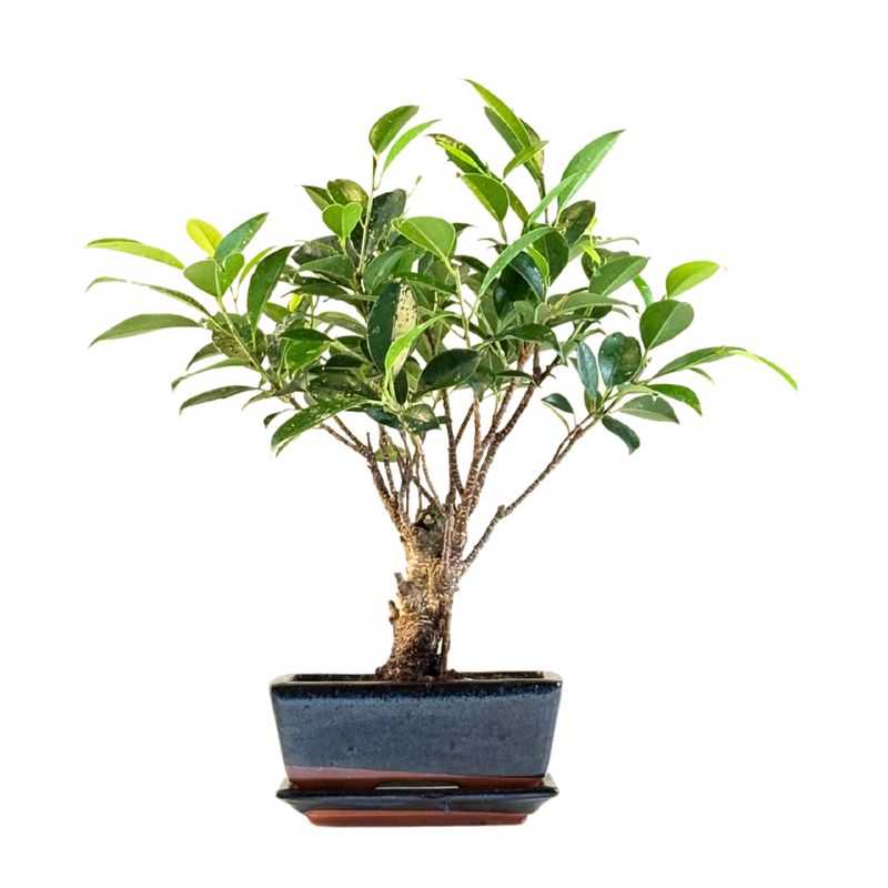 Ficus Bonsai P15 prosty FT05