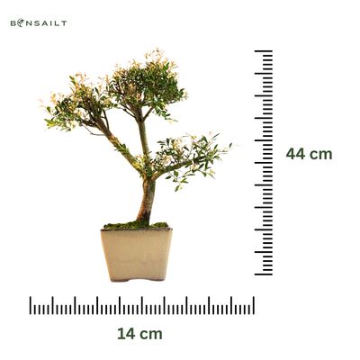 Syzygium bonsai P14 ZG01