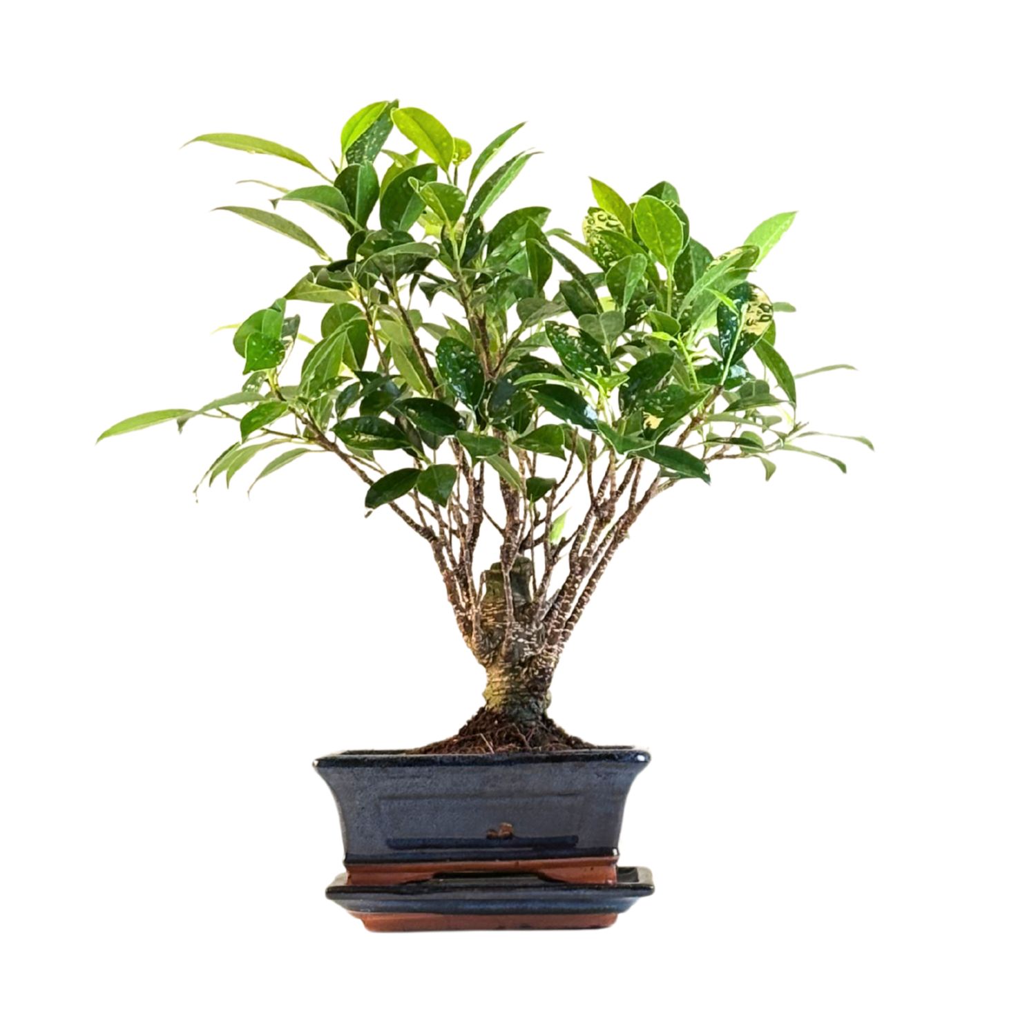 Ficus Bonsai P15 prosty